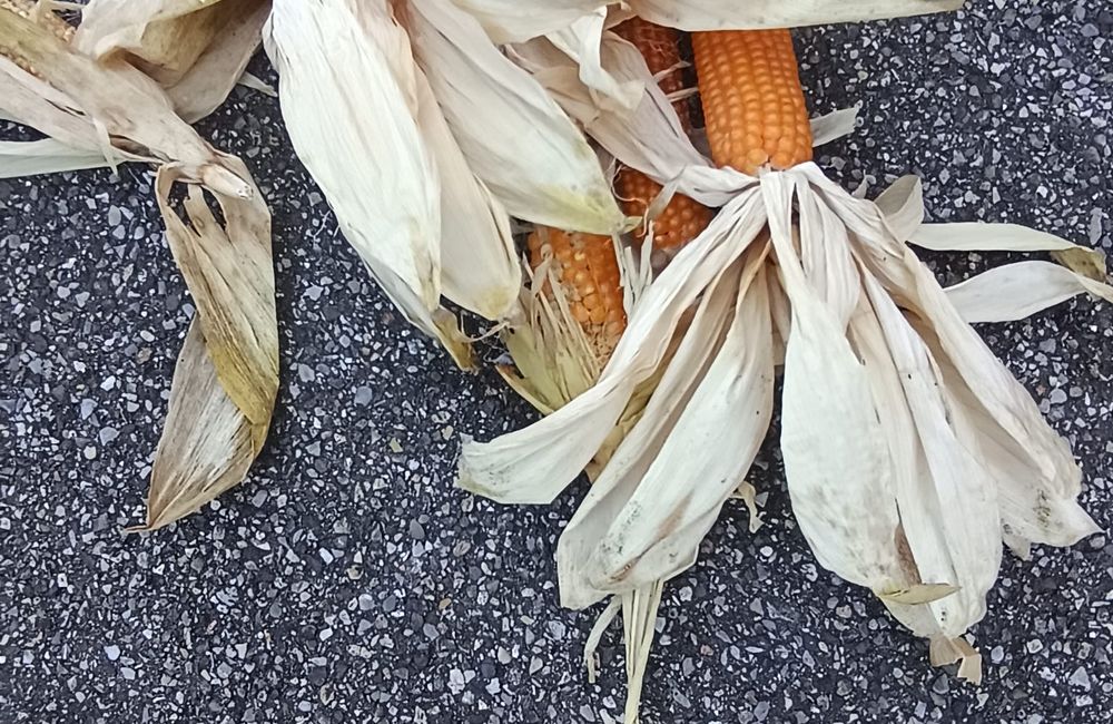 Pannocchie raccolte nell'orto della scuola